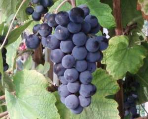 Blauer Bernburger Weinrebe Rebstock Vitis / F&uuml;r mehr Bilder, Bild anklicken.